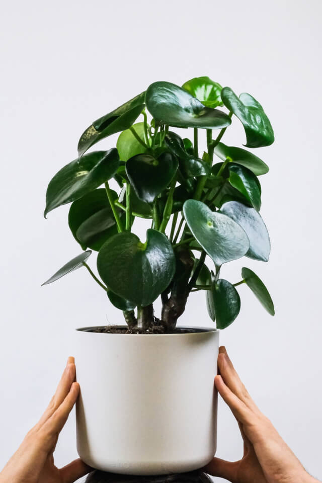 Ficus Decora Cabernet - Bilde 2