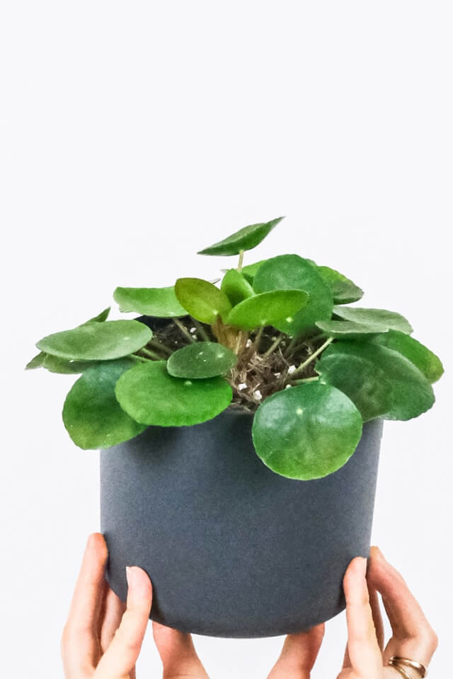 Peperomia Lemon Lime - Bilde 2
